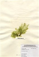 藏品(石蓴)的圖片